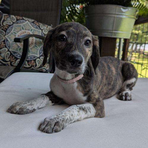Riley, a Adoptable mixed breed in Leesburg, AL image 2/2