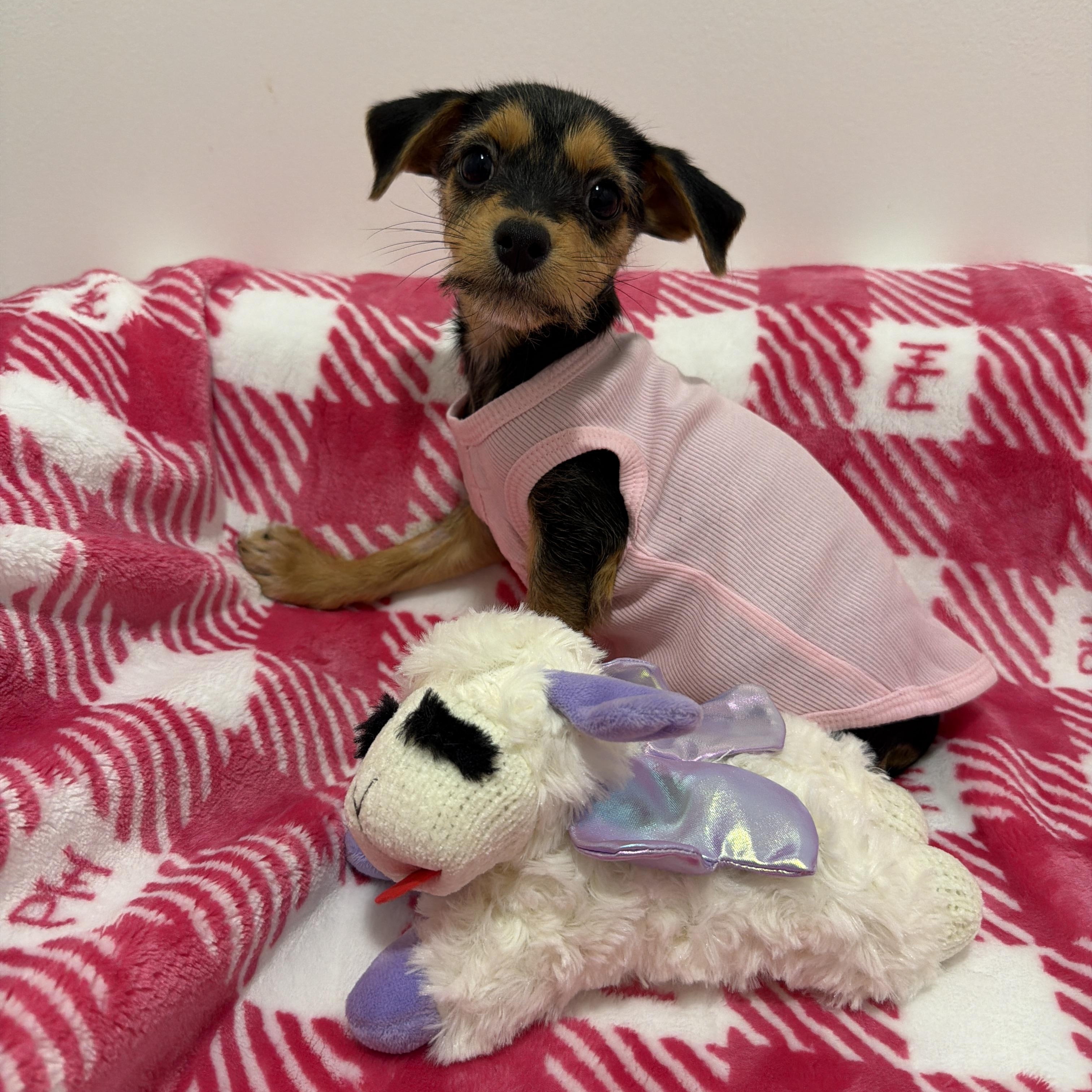 Lila, Adoptable, Puppy Female Schnoodle & Chiweenie.