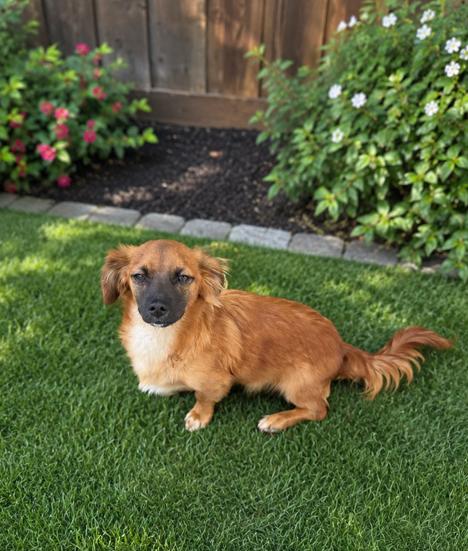 Moe, a Adoptable mixed breed in Oakdale, CA image 1/3