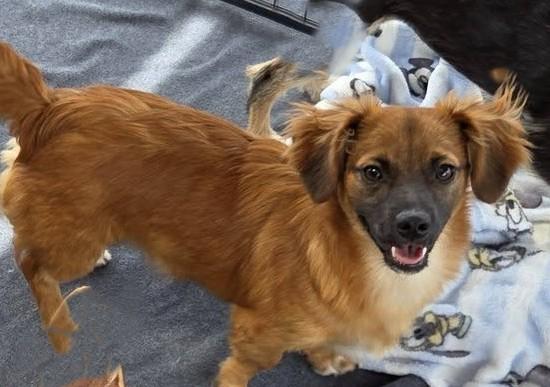 Moe, a Adoptable mixed breed in Oakdale, CA image 2/3