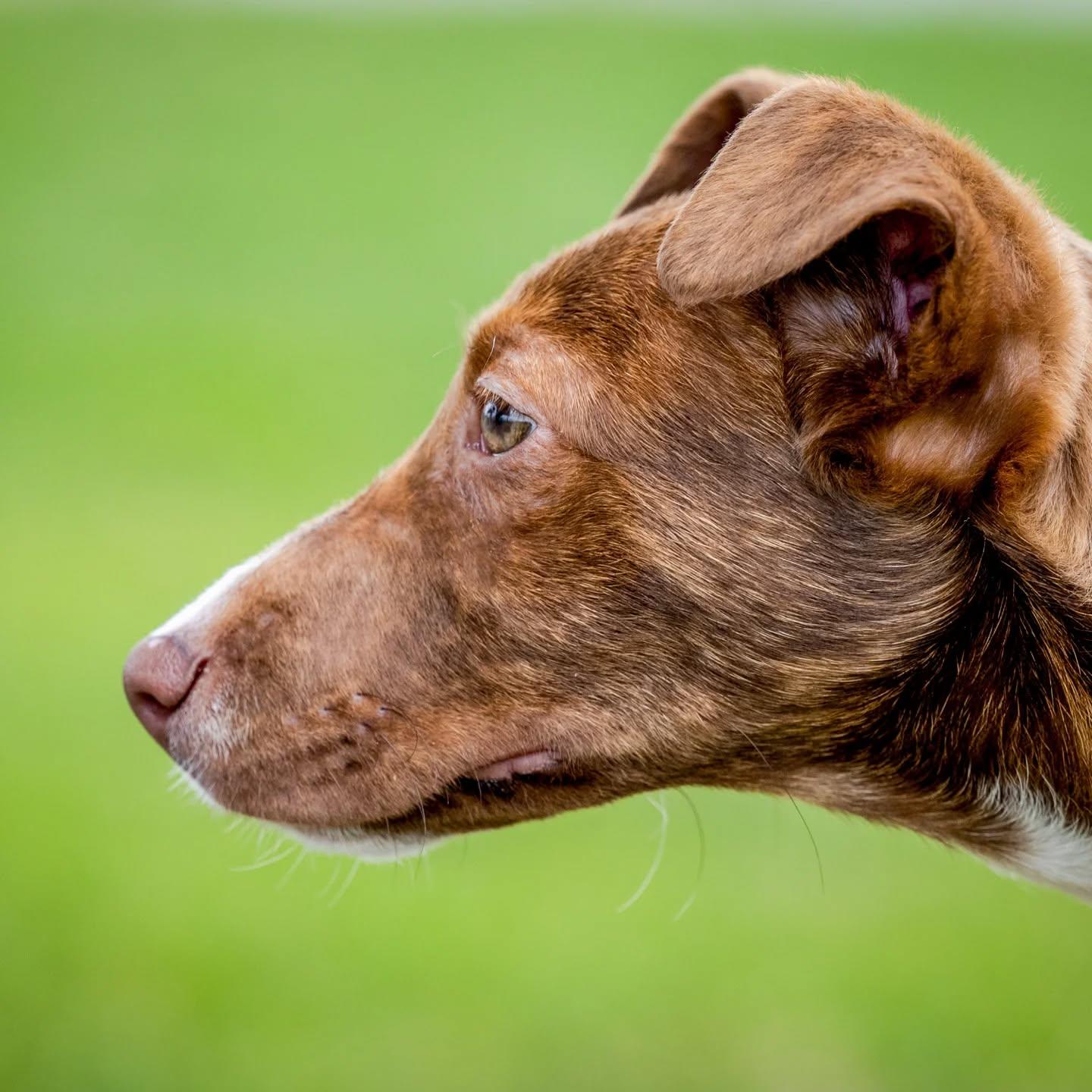 Enlarge Maui, a Adoptable mixed breed in HANSON, MA image 4/4