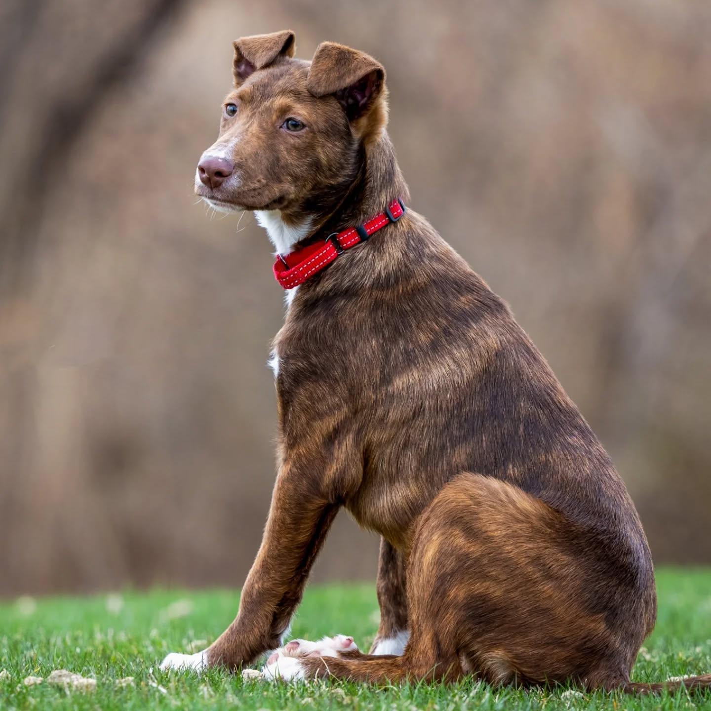 Enlarge Maui, a Adoptable mixed breed in HANSON, MA image 2/4