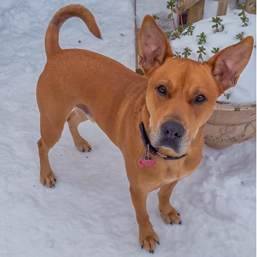 Redford, Adoptable, Adult Male German Shepherd Dog & Mixed Breed.