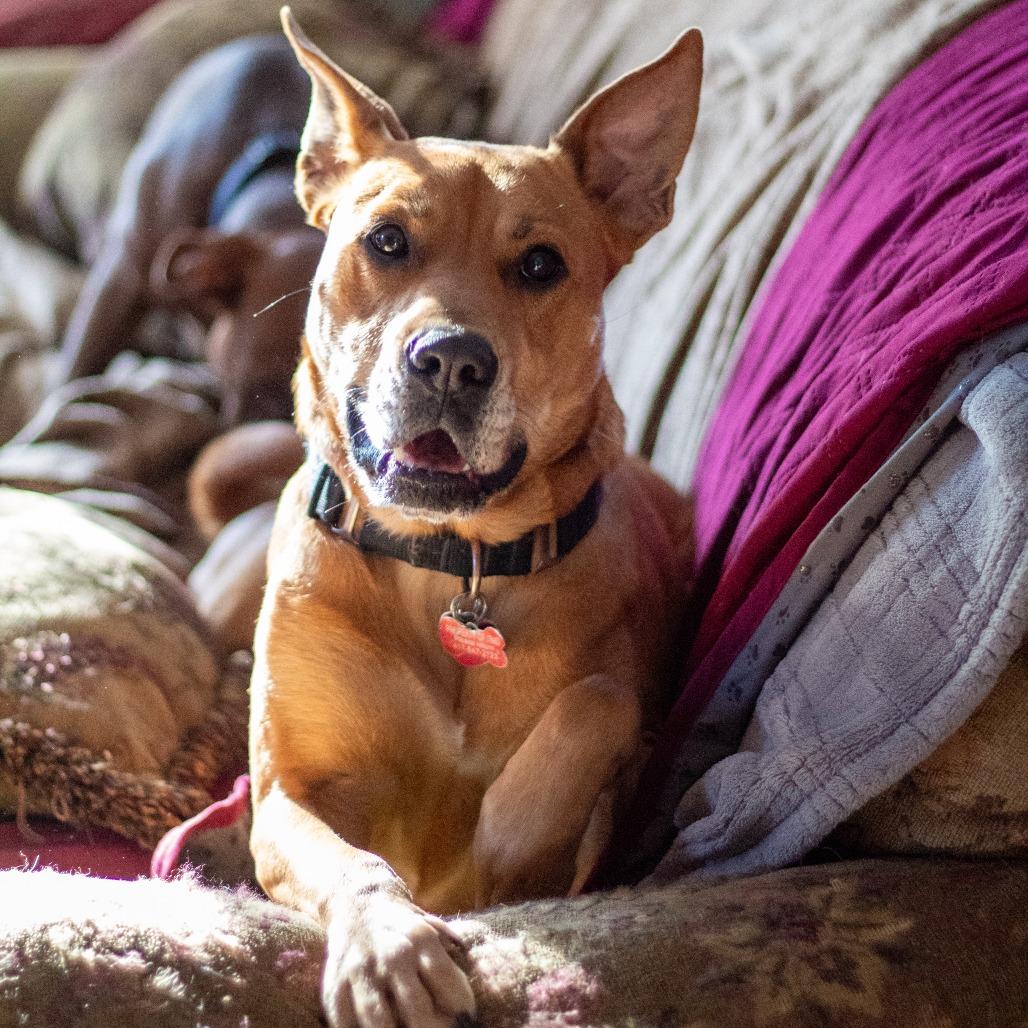 Enlarge Redford, a Adoptable mixed breed in Festus, MO image 2/5