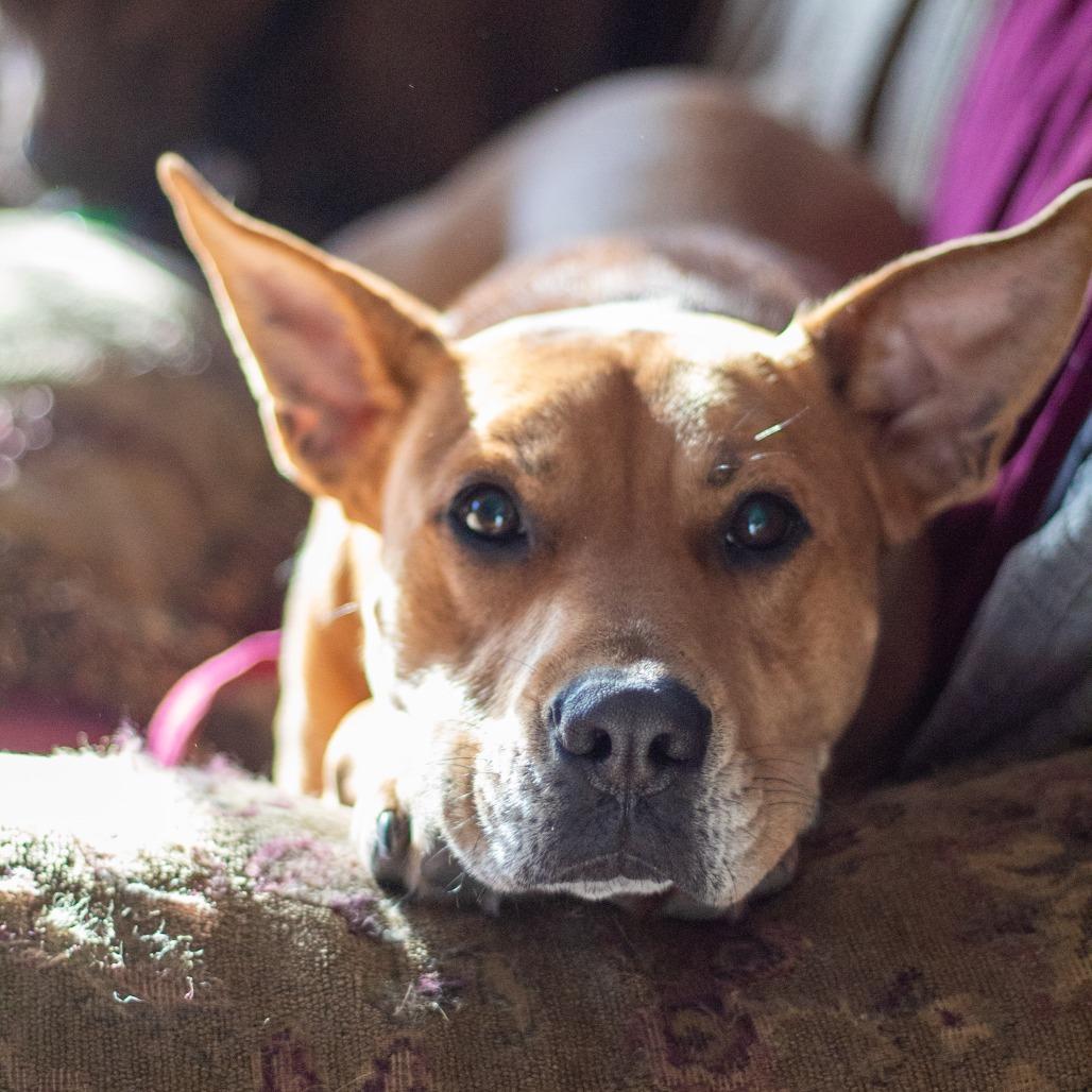 Enlarge Redford, a Adoptable mixed breed in Festus, MO image 3/5