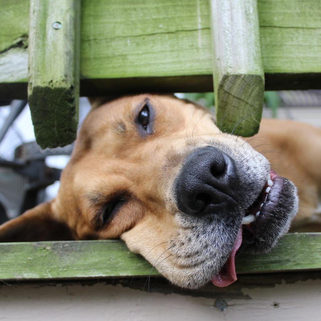 Enlarge Redford, a Adoptable mixed breed in Festus, MO image 4/5