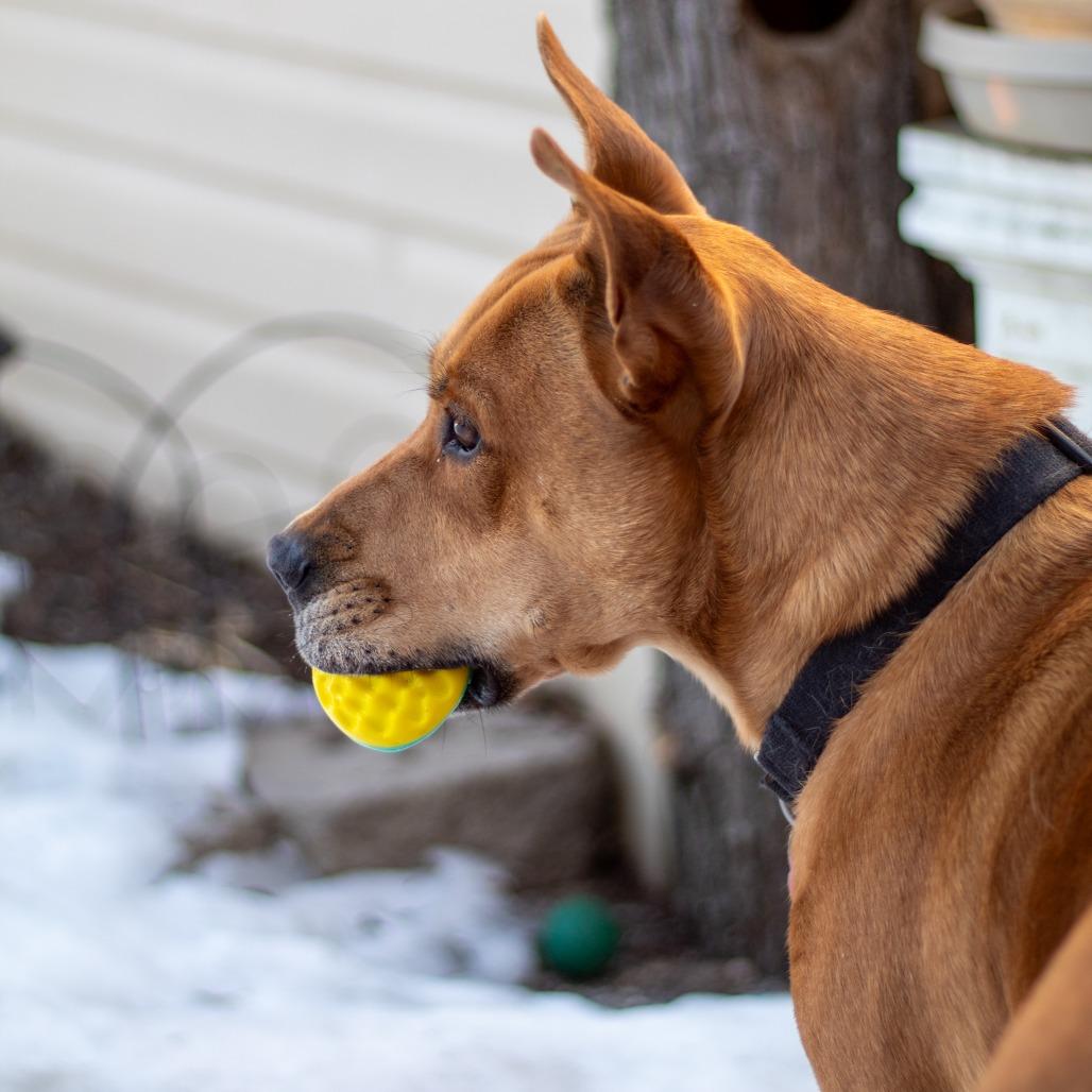 Enlarge Redford, a Adoptable mixed breed in Festus, MO image 5/5