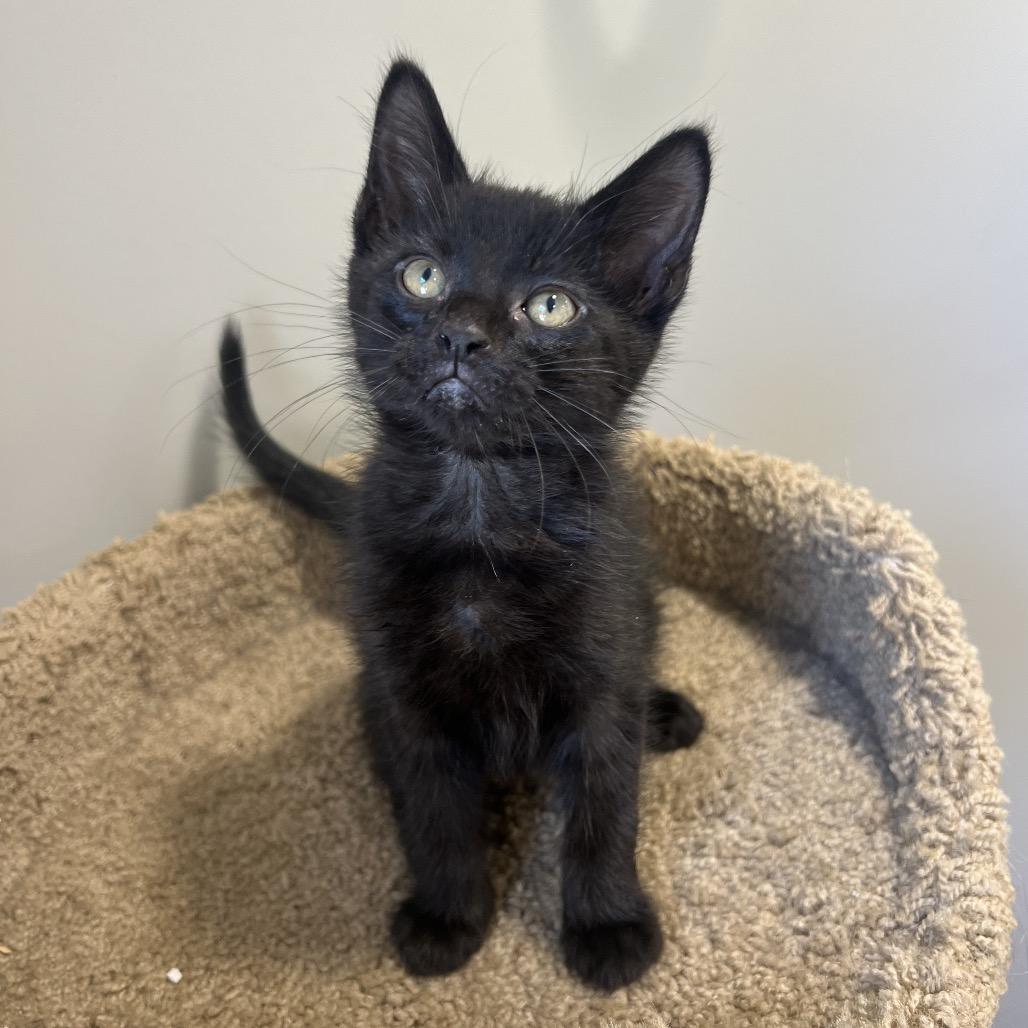 Mouse, Adoptable, Kitten Male Domestic Short Hair.