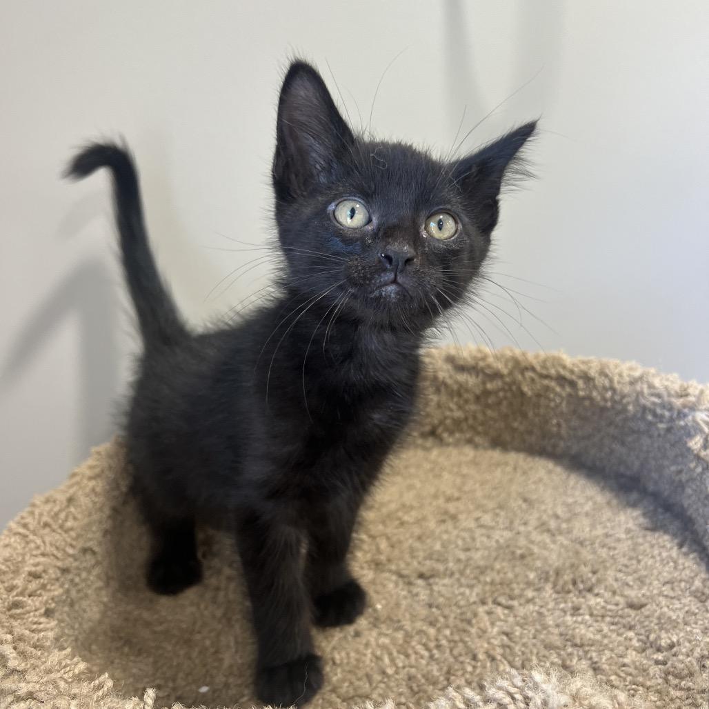 Enlarge Mouse, a Adoptable Domestic Short Hair in Puslinch, ON image 2/6