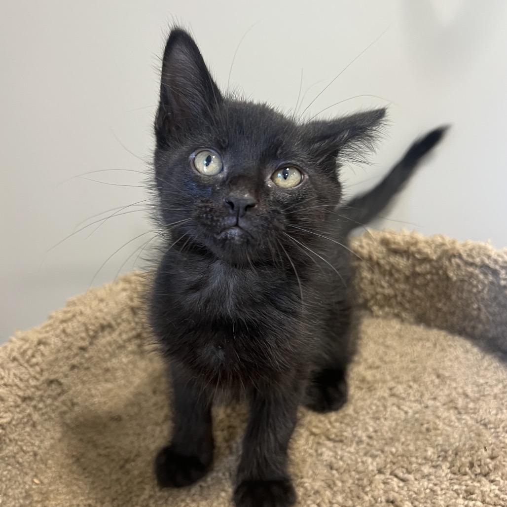 Enlarge Mouse, a Adoptable Domestic Short Hair in Puslinch, ON image 3/6