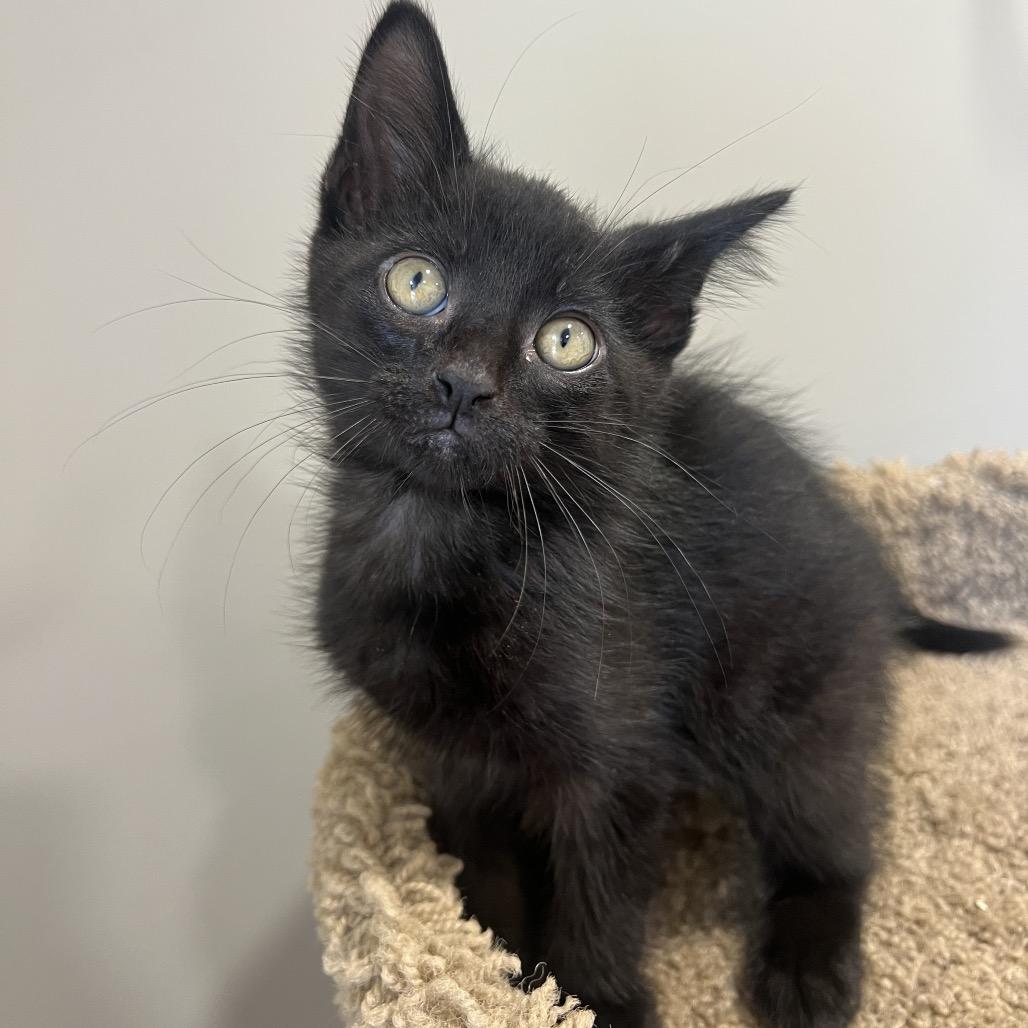 Enlarge Mouse, a Adoptable Domestic Short Hair in Puslinch, ON image 4/6