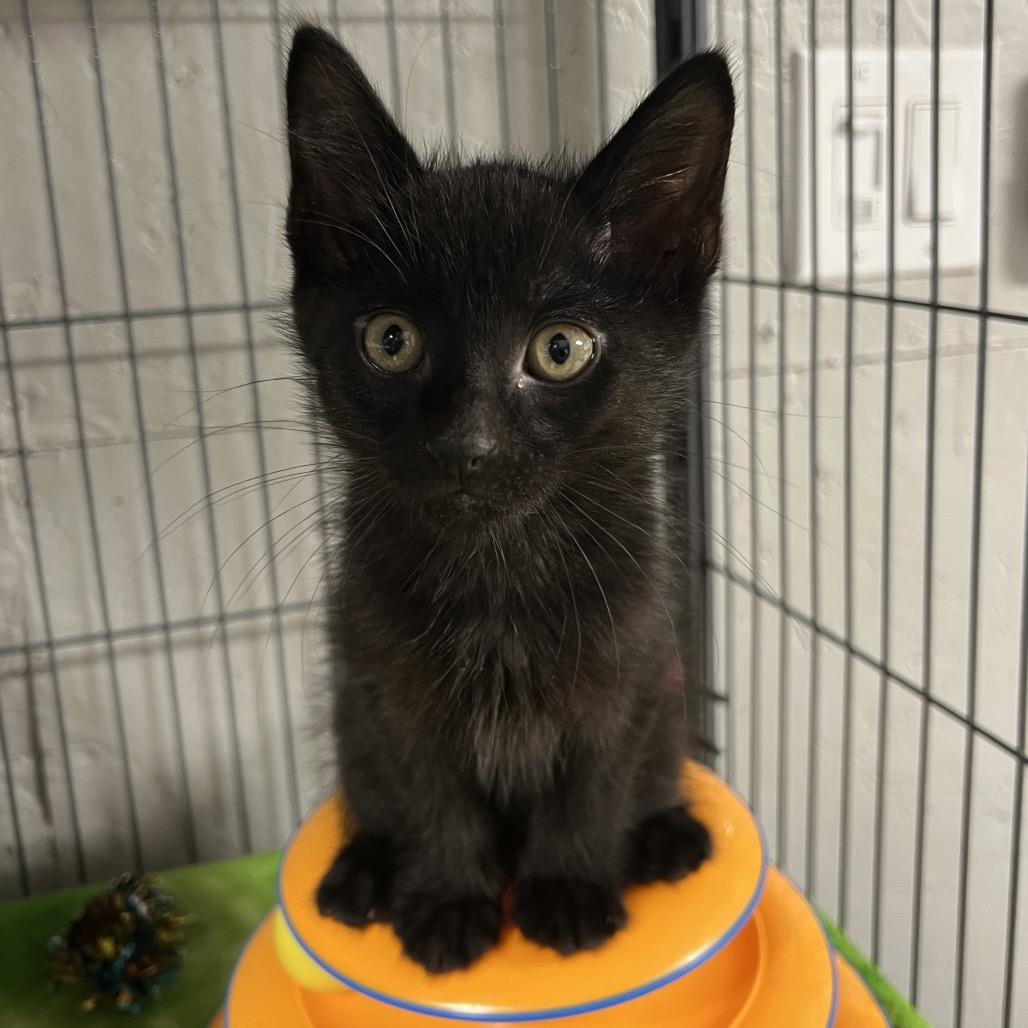 Enlarge Mouse, a Adoptable Domestic Short Hair in Puslinch, ON image 5/6