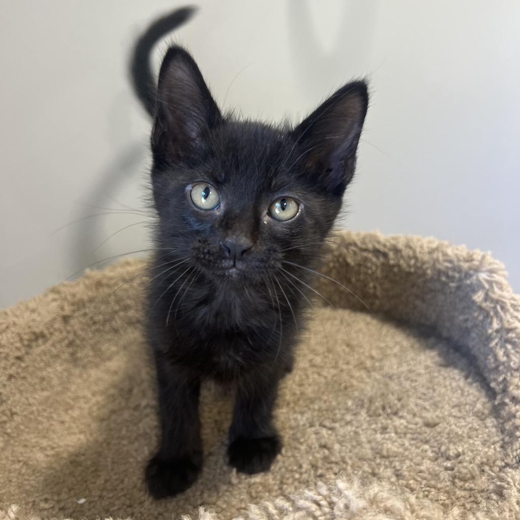 Enlarge Mouse, a Adoptable Domestic Short Hair in Puslinch, ON image 6/6