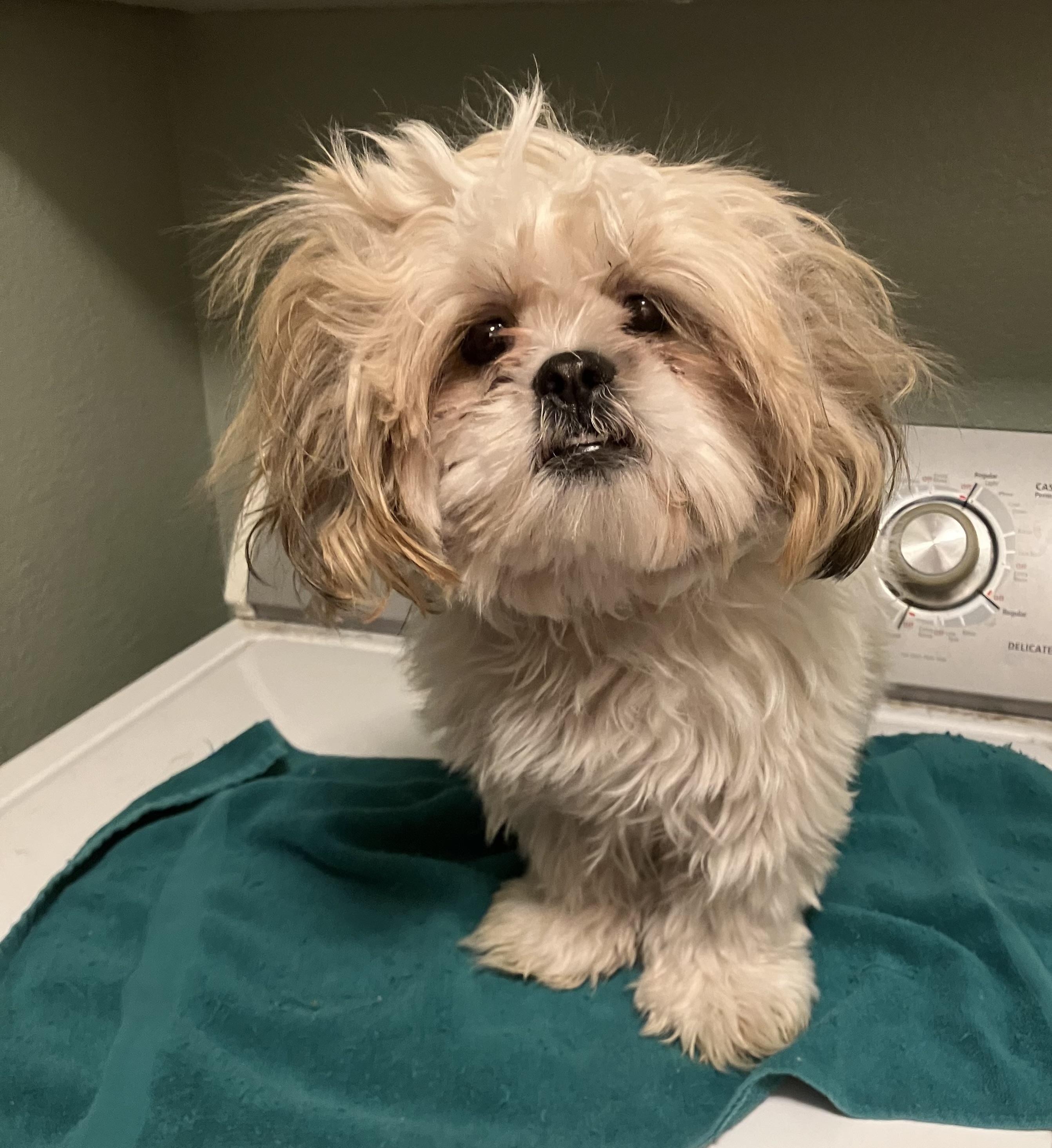 Lily, adopted, Adult Female Shih Tzu.