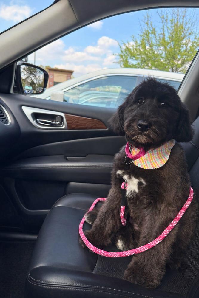 Blackberry Ripple, Adoptable, Puppy Female Mixed Breed.