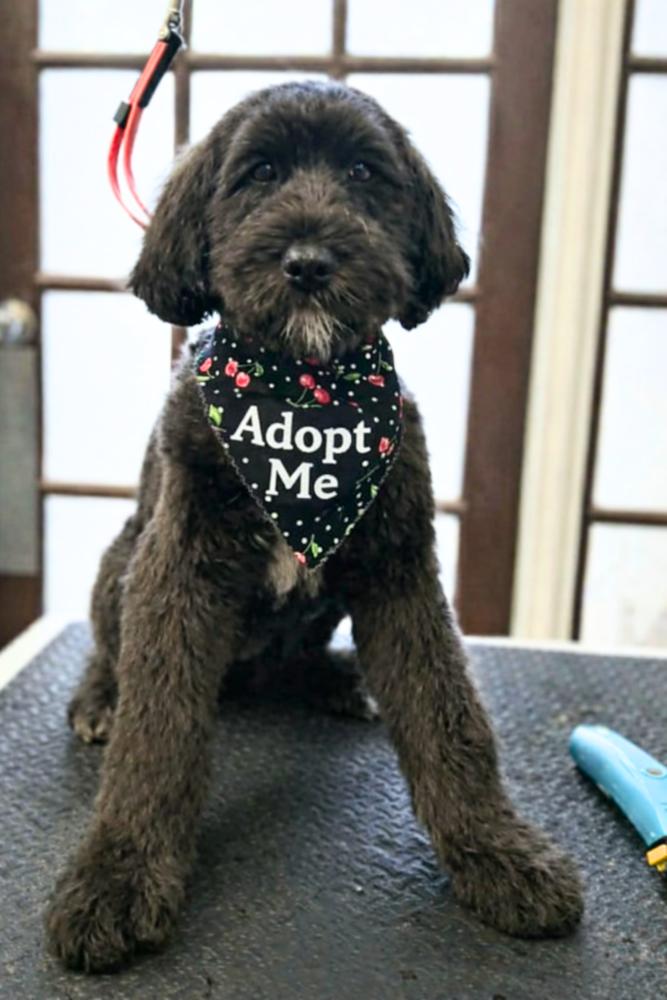 Enlarge Blackberry Ripple, a Adoptable mixed breed in Wayne, NJ image 2/3