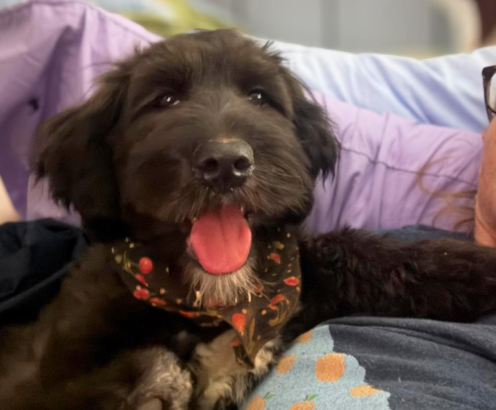 Enlarge Blackberry Ripple, a Adoptable mixed breed in Wayne, NJ image 3/3