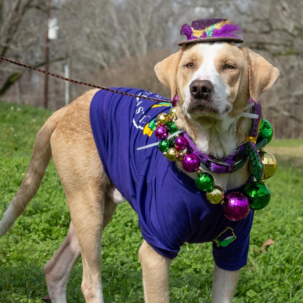 Enlarge Louie, a Adoptable mixed breed in Natchez, MS image 1/3