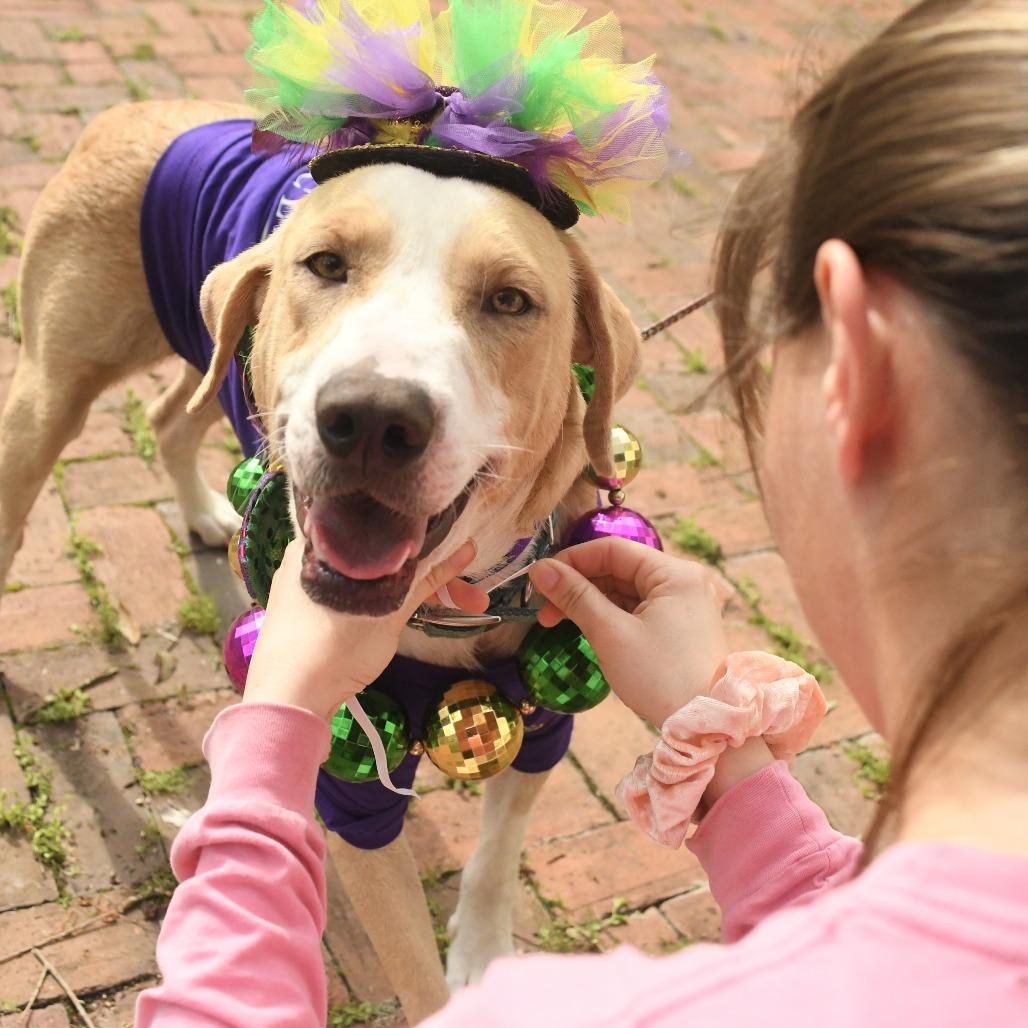 Enlarge Louie, a Adoptable mixed breed in Natchez, MS image 2/3