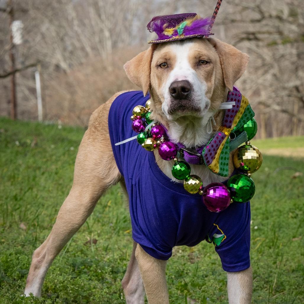 Enlarge Louie, a Adoptable mixed breed in Natchez, MS image 3/3
