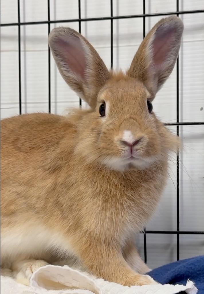 Keiko, Adoptable, Young Female Bunny Rabbit.