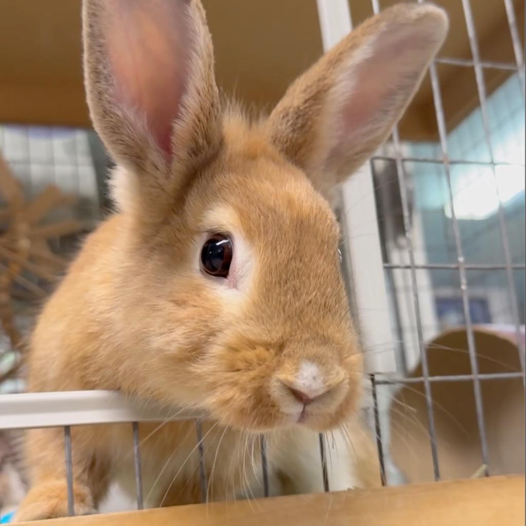 Enlarge Keiko, a Adoptable Bunny Rabbit in San Francisco, CA image 2/4