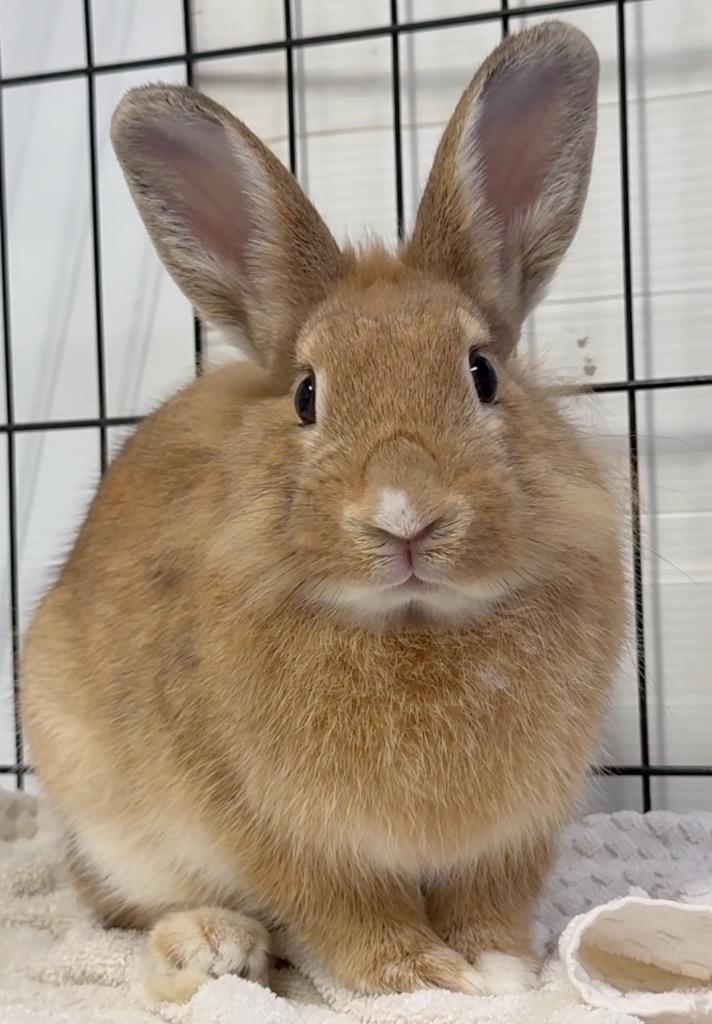 Enlarge Keiko, a Adoptable Bunny Rabbit in San Francisco, CA image 3/4
