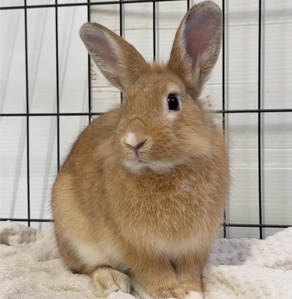 Enlarge Keiko, a Adoptable Bunny Rabbit in San Francisco, CA image 4/4