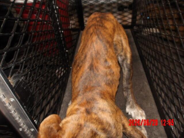 Smokey, Adoptable, Young Male Mixed Breed.