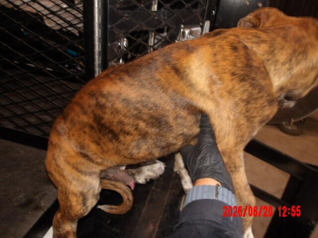 Enlarge Smokey, a Adoptable Mixed Breed in Hobbs, NM image 2/4