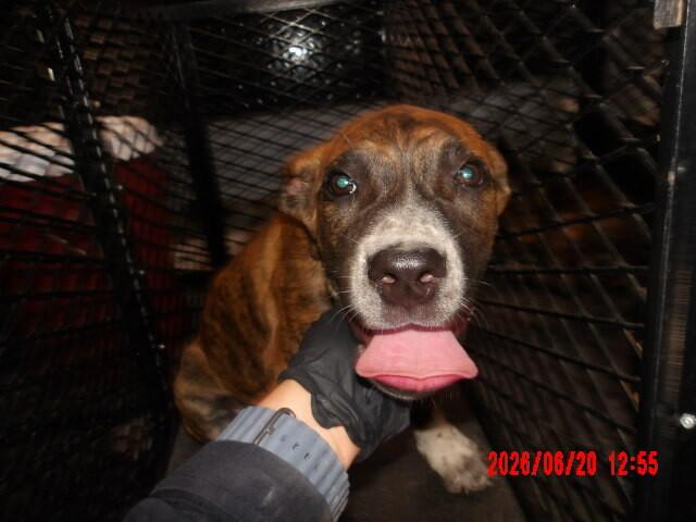 Enlarge Smokey, a Adoptable Mixed Breed in Hobbs, NM image 3/4