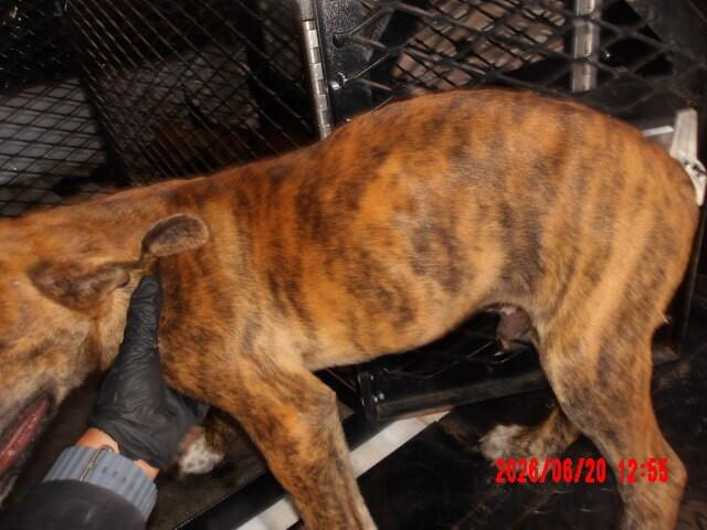Enlarge Smokey, a Adoptable Mixed Breed in Hobbs, NM image 4/4