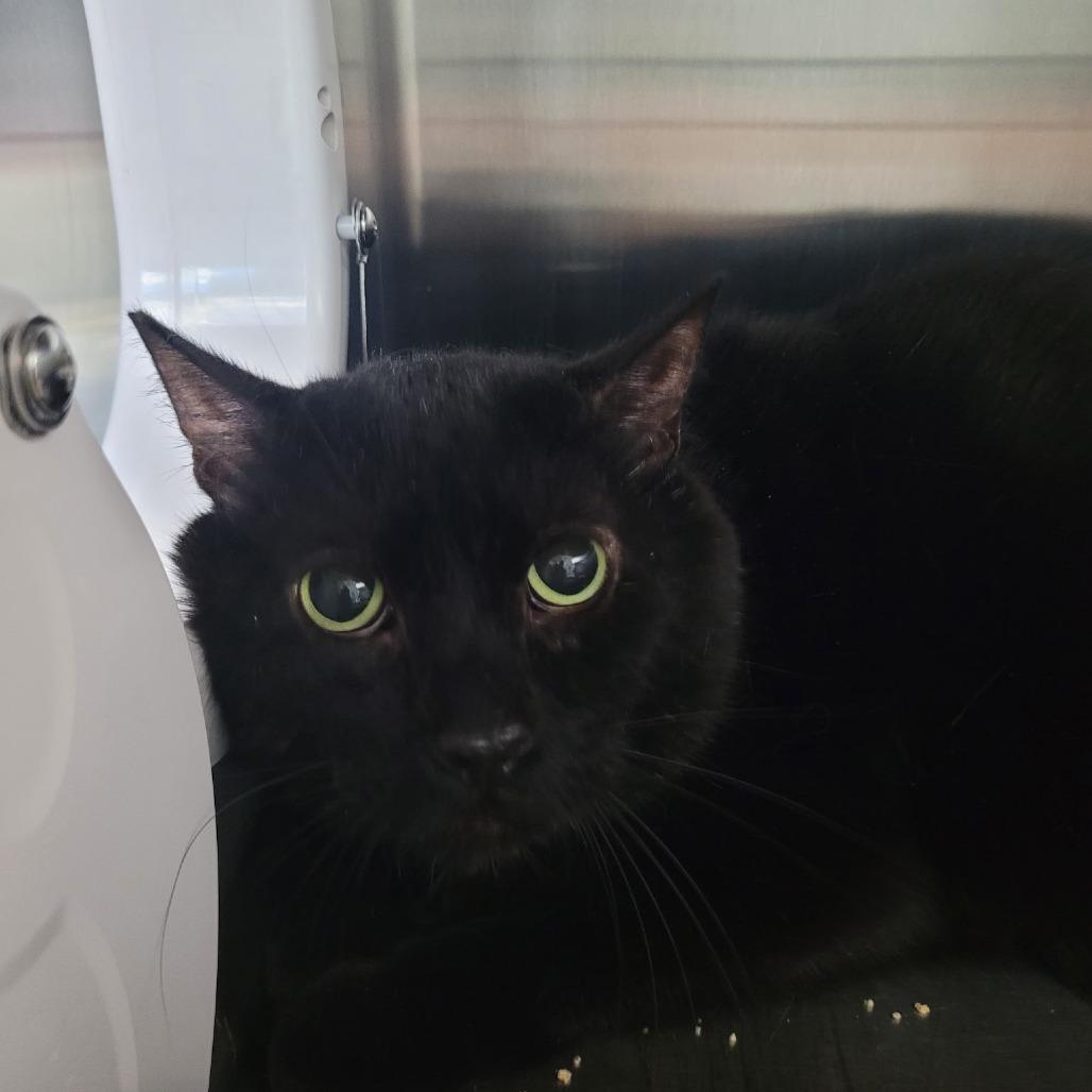 Sylvester, Adoptable, Adult Male Domestic Short Hair.