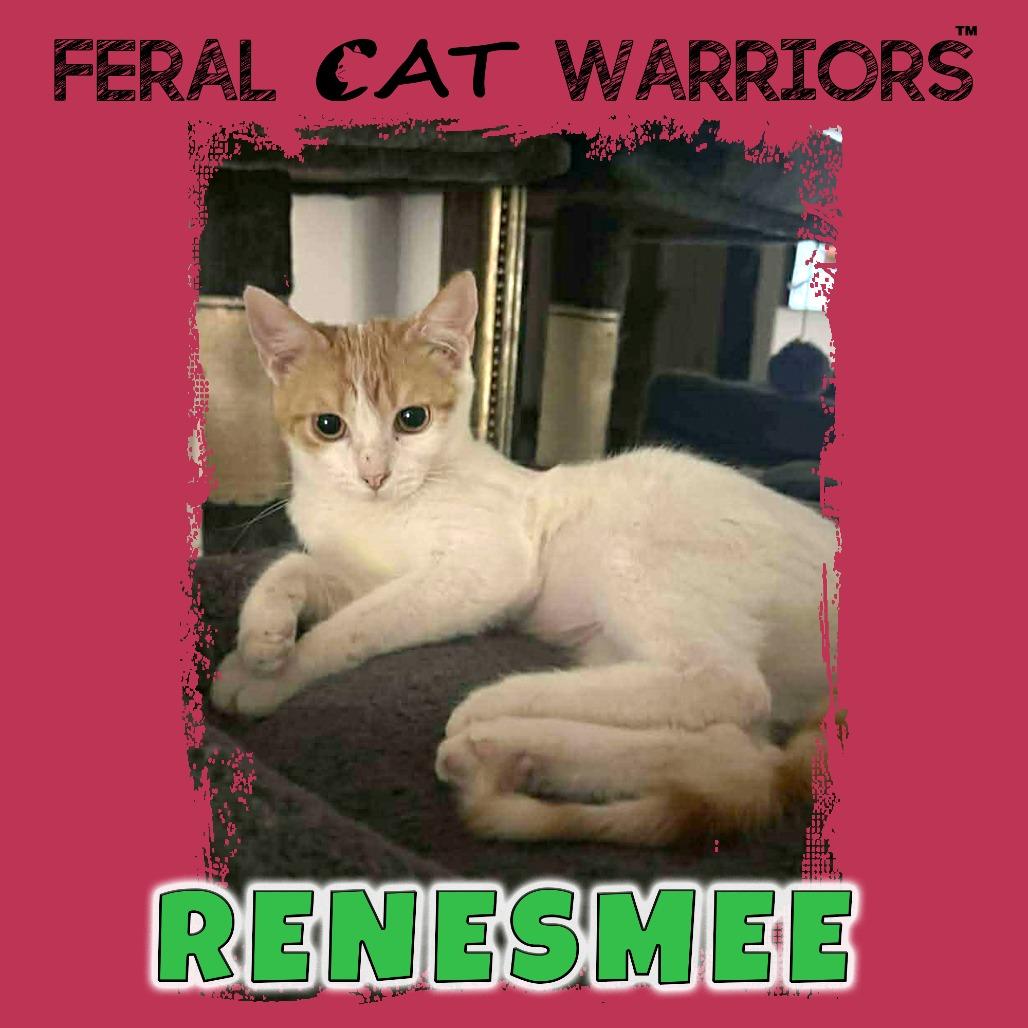Enlarge Renesmee, a Adoptable Domestic Short Hair in Kingman, AZ image 1/1