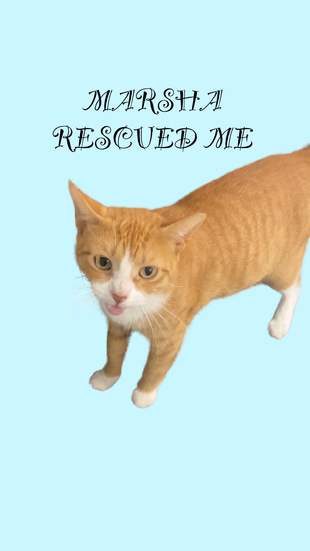 Enlarge HONEY BLOSSOM, a Adopted Domestic Short Hair in Georgetown , SC image 1/2