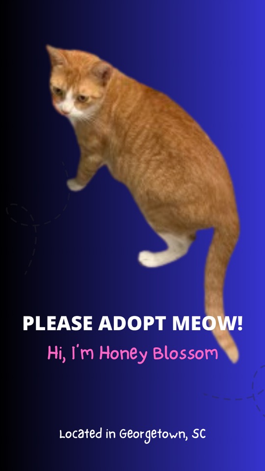 Enlarge HONEY BLOSSOM, a Adopted Domestic Short Hair in Georgetown , SC image 2/2