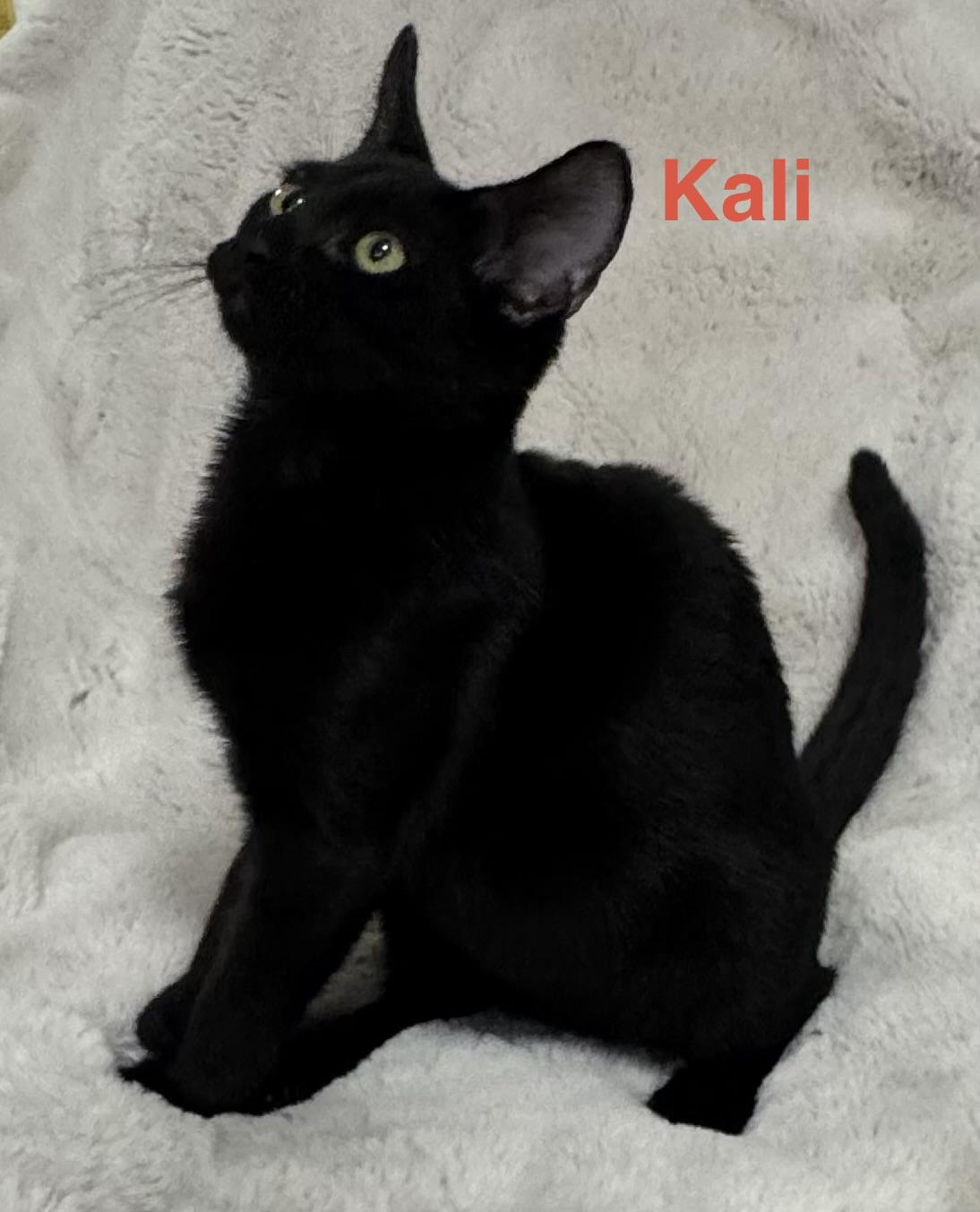 Kali - THIS DIVA MUST BE an only animal photo
