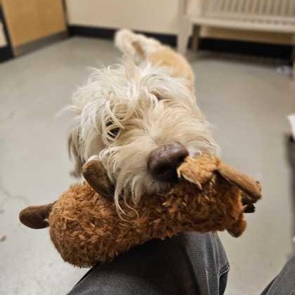 Enlarge Toast, a Adopted mixed breed in Bellingham, WA image 2/2
