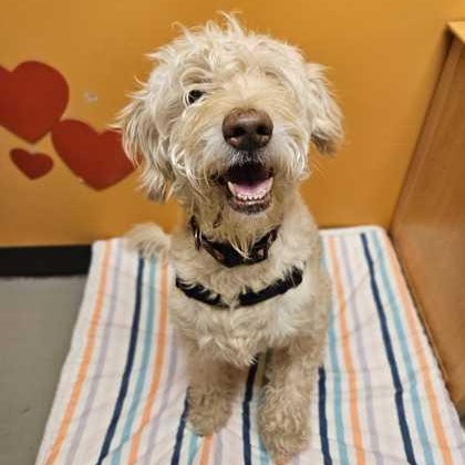 Toast, Adopted, Adult Female Mixed Breed.
