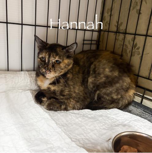 Enlarge Hannah, a Adoptable Tortoiseshell in Centerville, GA image 2/3