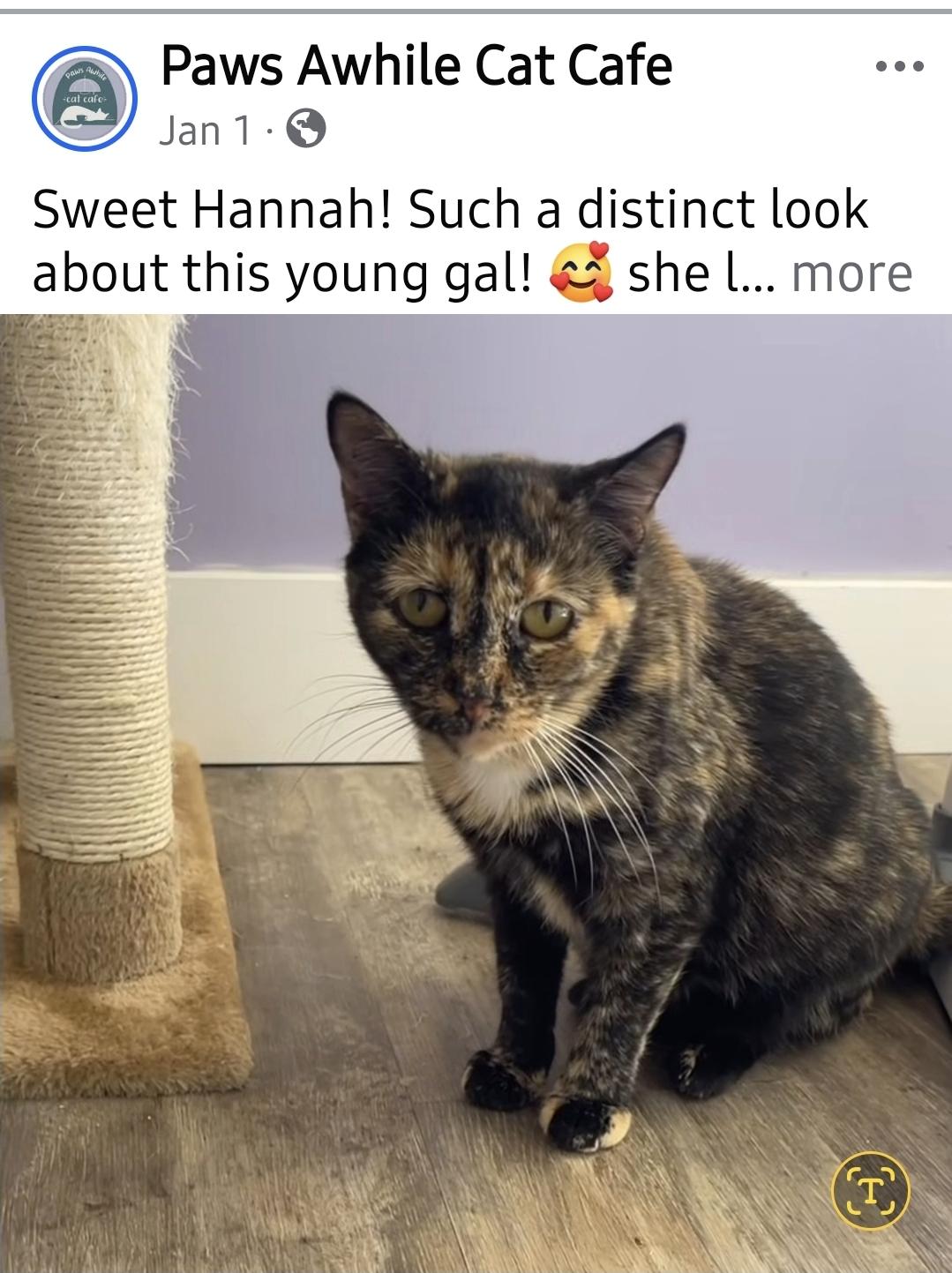 Enlarge Hannah, a Adoptable Tortoiseshell in Centerville, GA image 1/3