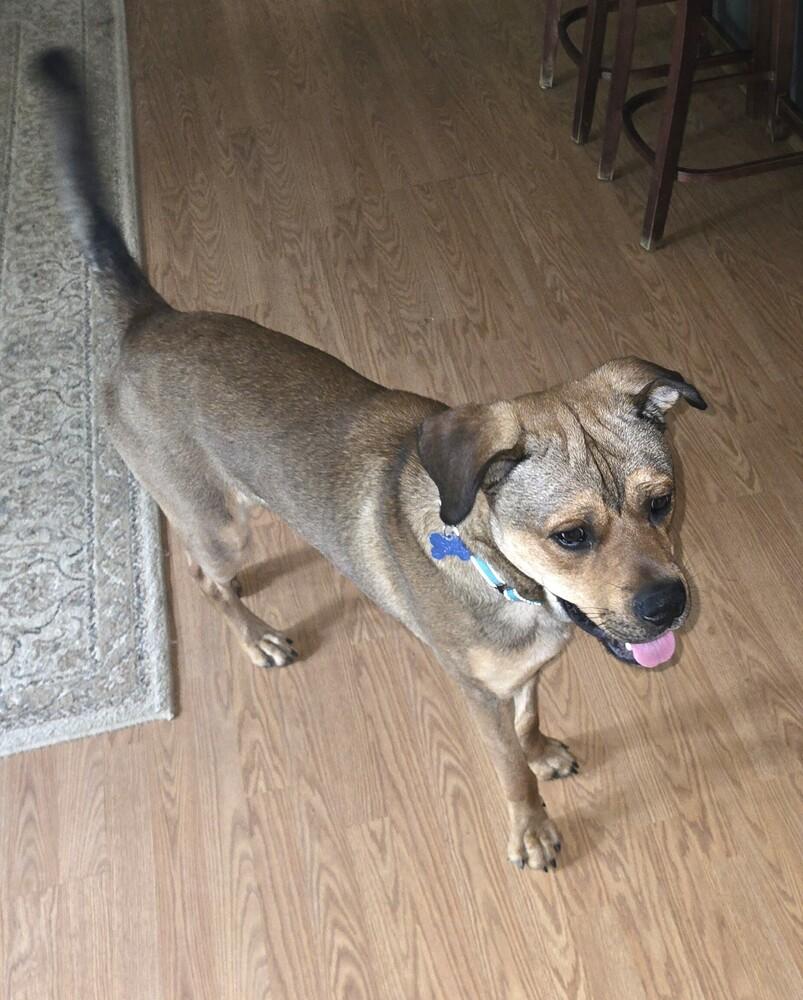 Enlarge Winston, a Adoptable mixed breed in Youngsville, NC image 1/6