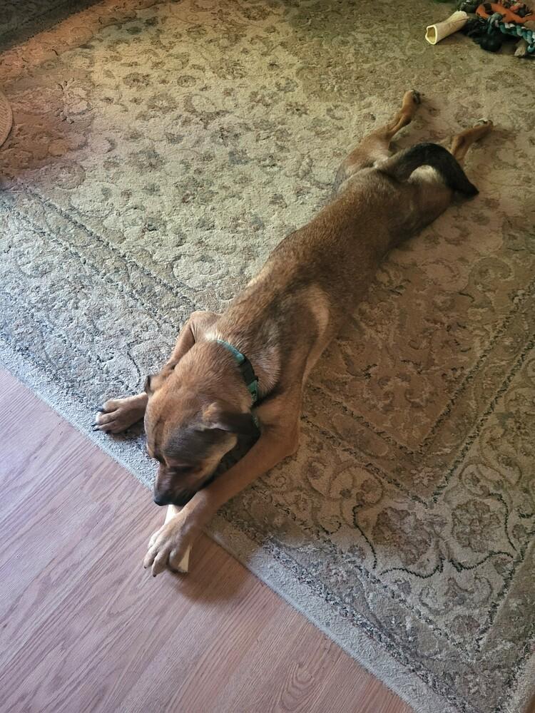 Enlarge Winston, a Adoptable mixed breed in Youngsville, NC image 2/6