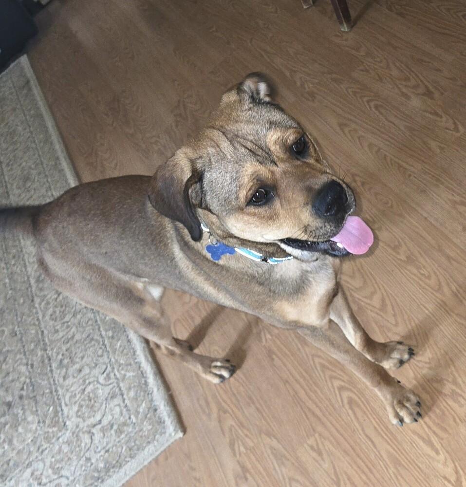 Enlarge Winston, a Adoptable mixed breed in Youngsville, NC image 3/6