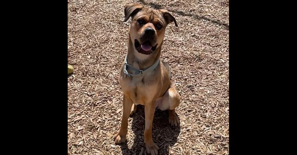 Enlarge Winston, a Adoptable mixed breed in Youngsville, NC image 4/6