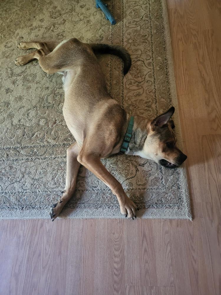 Enlarge Winston, a Adoptable mixed breed in Youngsville, NC image 5/6