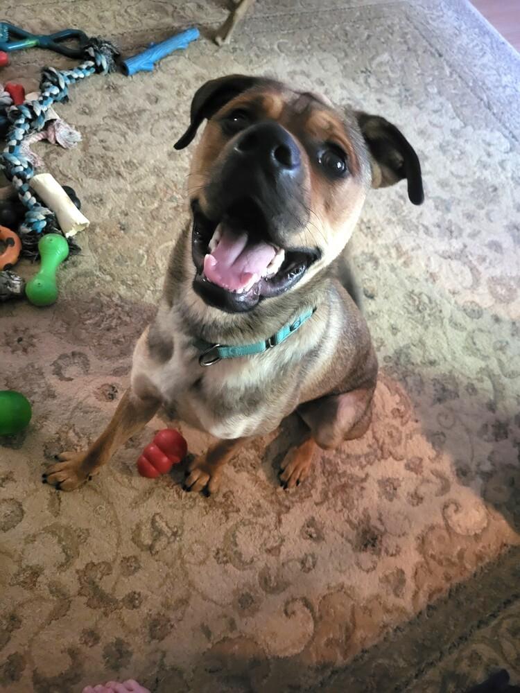 Enlarge Winston, a Adoptable mixed breed in Youngsville, NC image 6/6