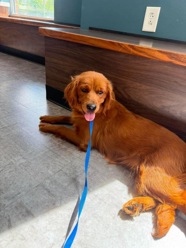 Dolly, Adoptable, Adult Female Golden Retriever & Poodle.