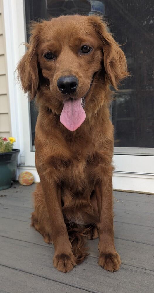 Enlarge Dolly, a Adoptable mixed breed in Columbus, OH image 3/4