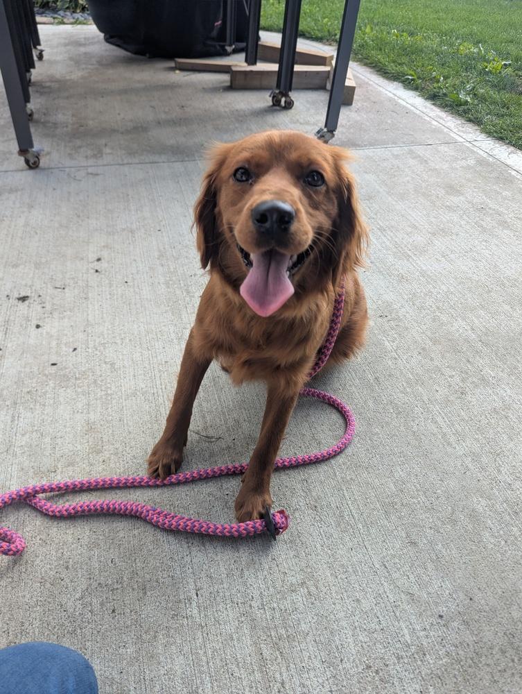 Enlarge Dolly, a Adoptable mixed breed in Columbus, OH image 4/4